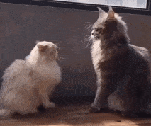 Copy Cats